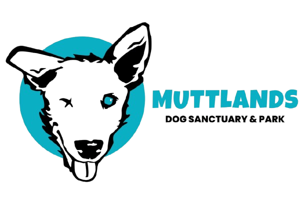 Muttlands logo, a white dog with one eye on a blue background