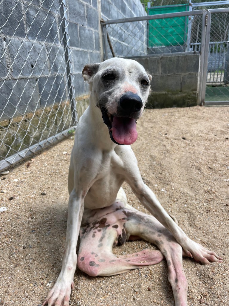 Belle - a white, short haired dog in a red wheelchair
