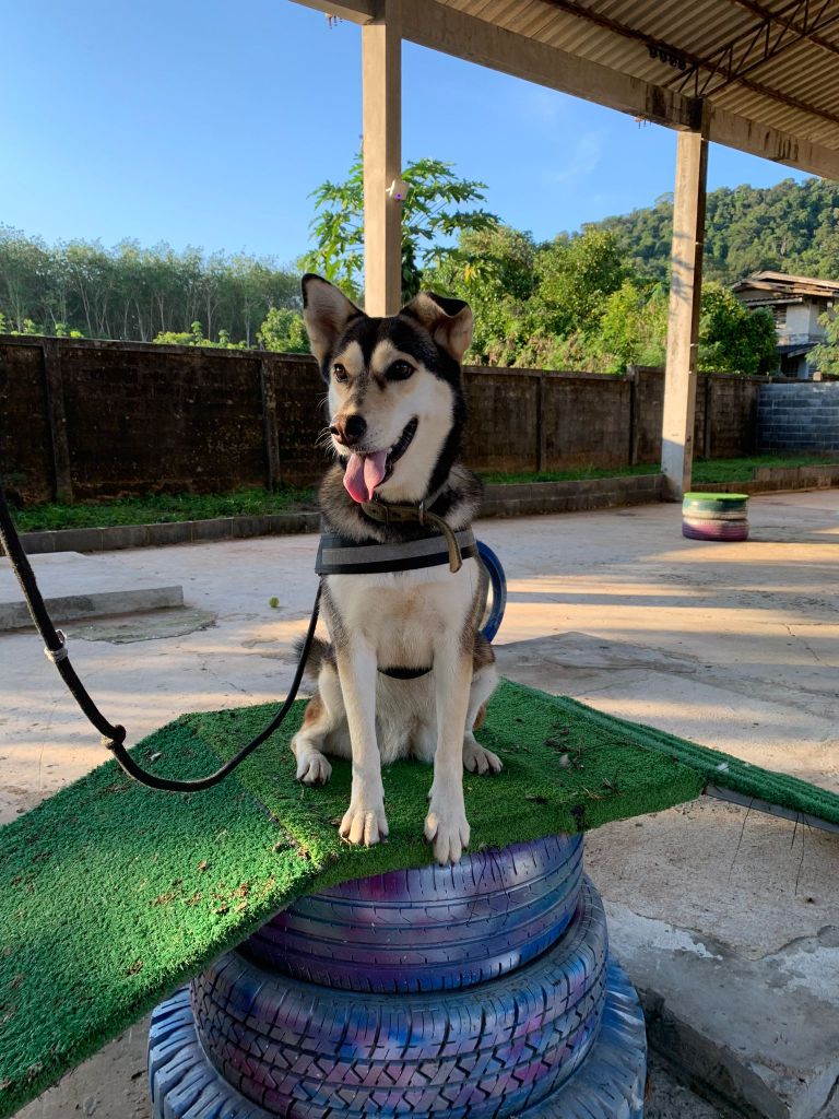 Stormy - a black and white Siberian husky