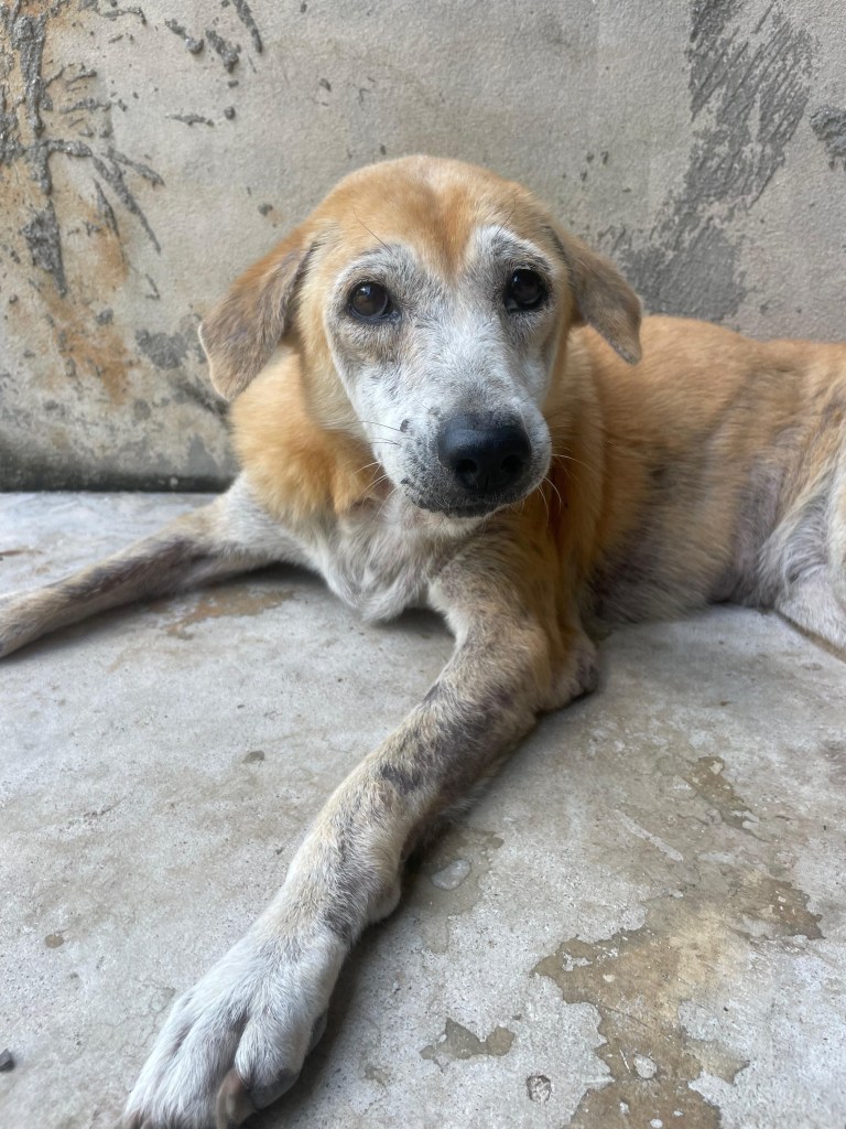 Anna - a medium size old dog, yellow with a white face and arms