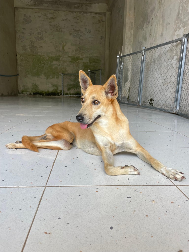 Bambi - medium sized yellow dog laying down