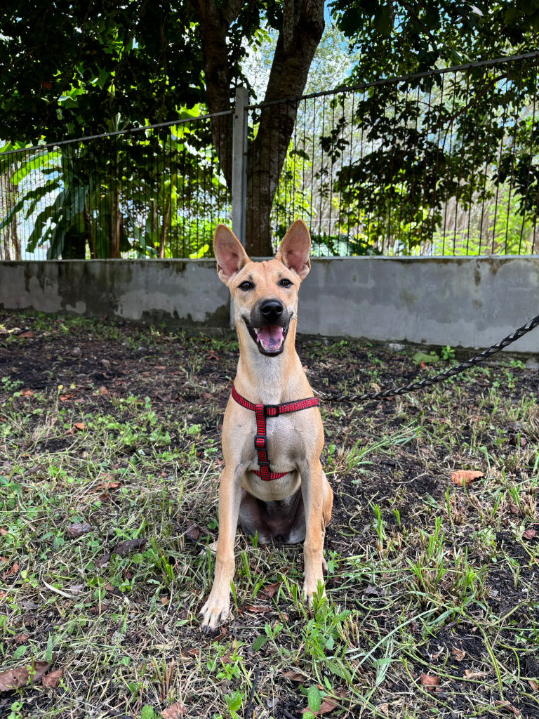 Alisha - a medium sized yellow thai dog