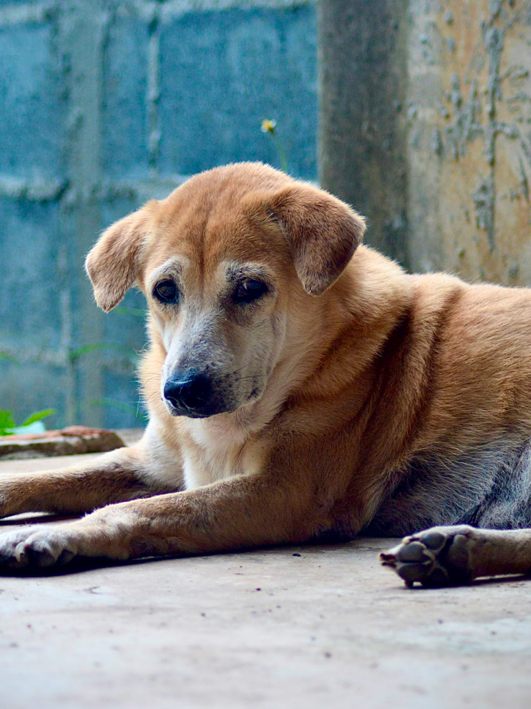 Anna - a medium size old dog, yellow with a white face and arms