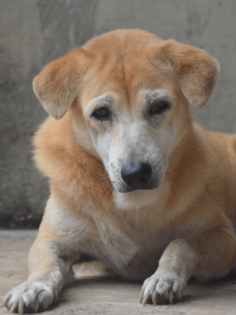 Anna - a medium size old dog, yellow with a white face and arms