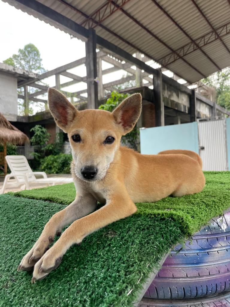 Cici - small puppy with tan fur
