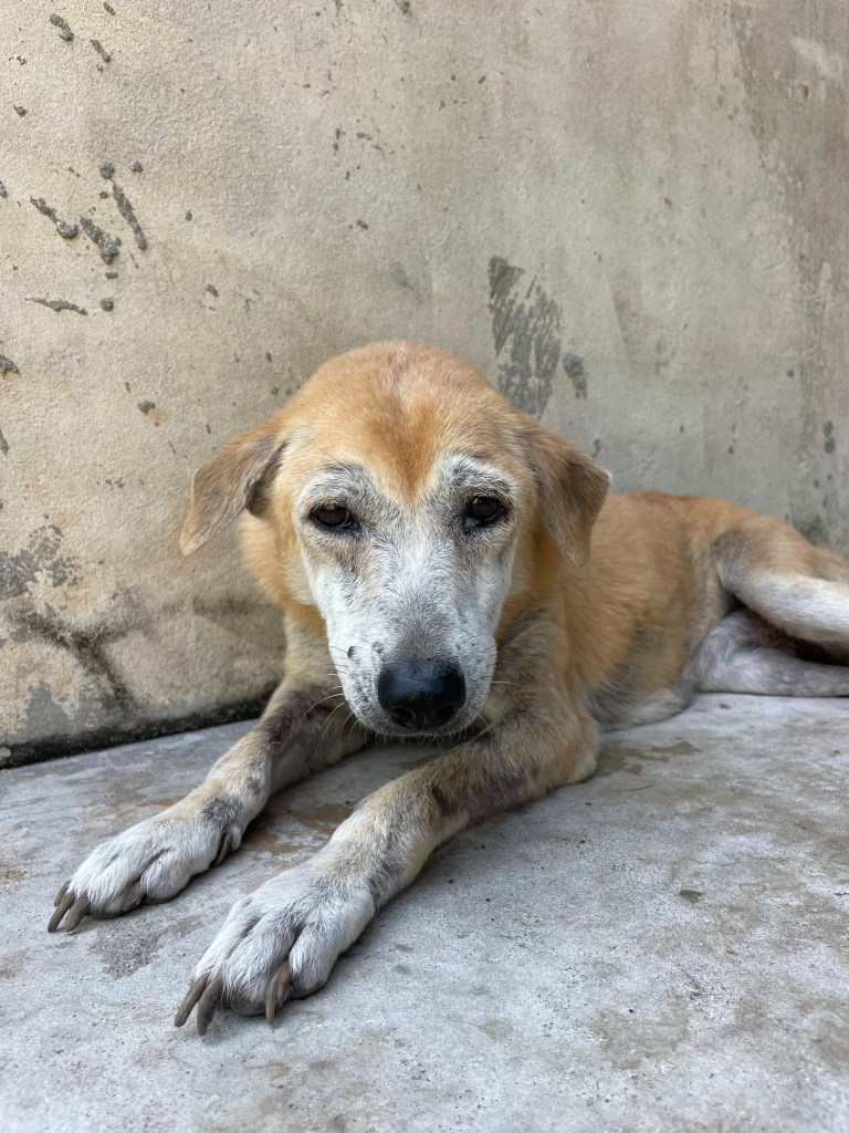 Anna - a medium size old dog, yellow with a white face and arms