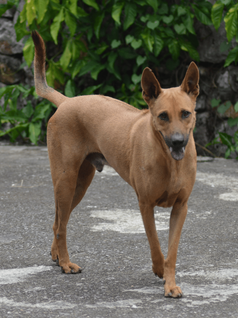 Ben - Large orange dog