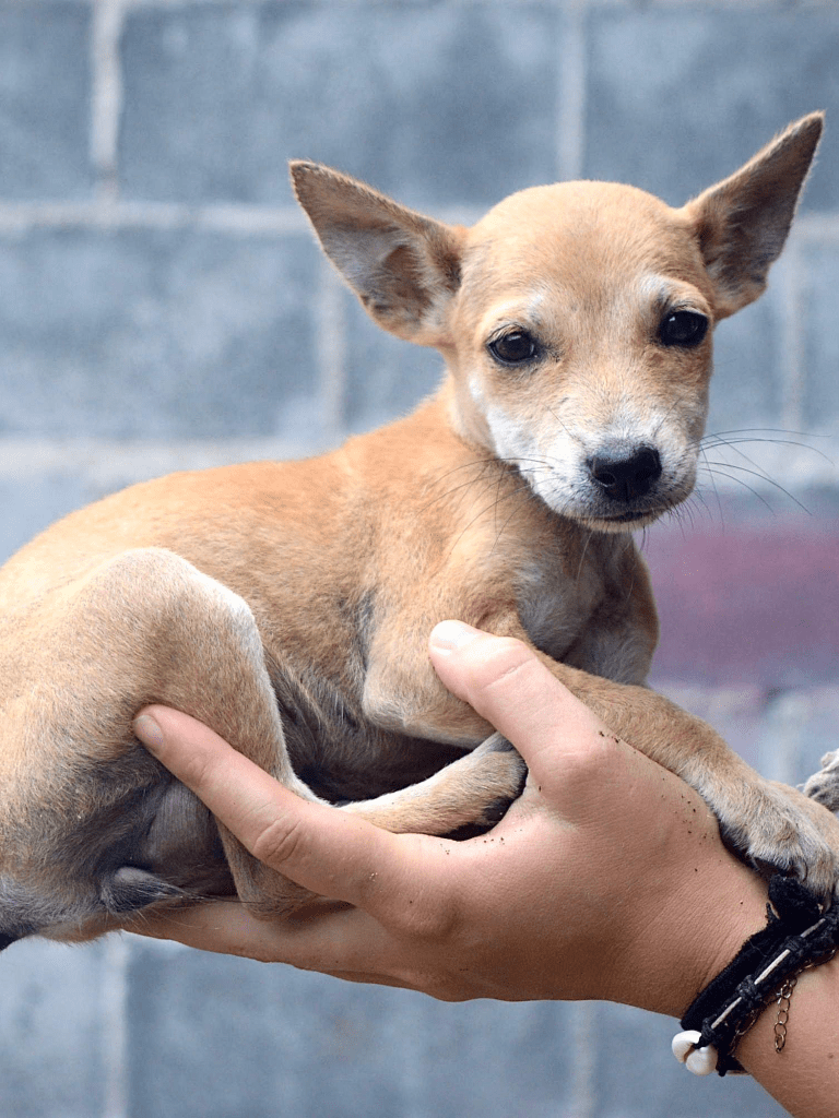 Cici - small puppy with tan fur