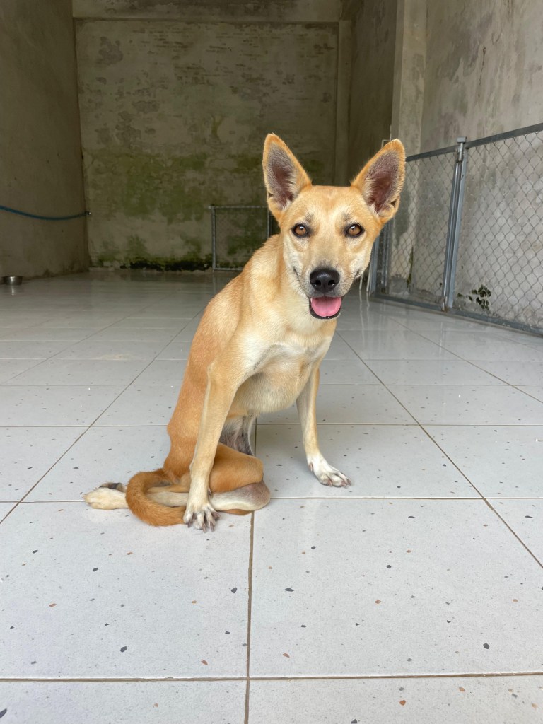 Bambi - medium sized yellow dog