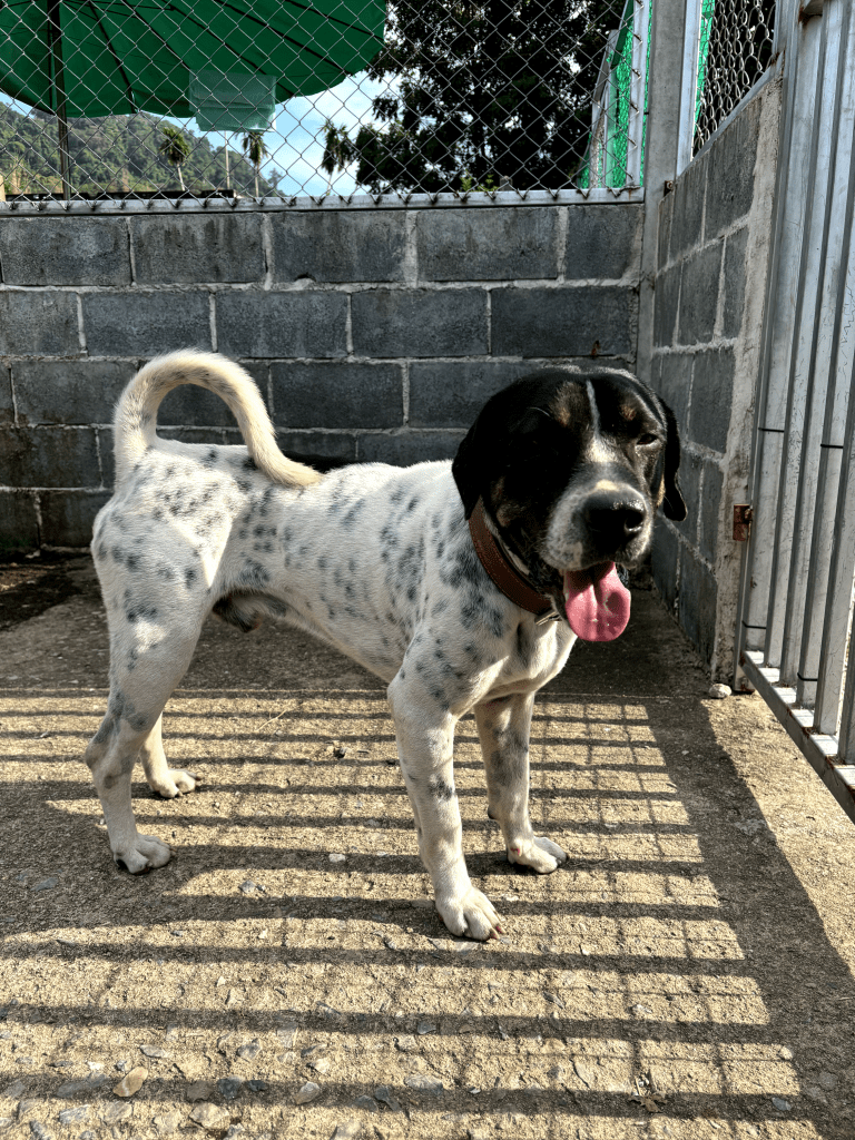 Frank - a large, pitbull cross with white and black fur