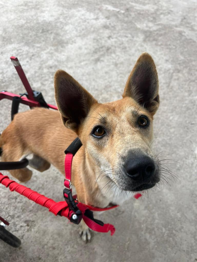 Bambi - medium sized yellow dog in a red wheelchair