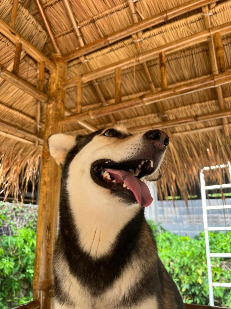 Stormy - a black and white Siberian husky