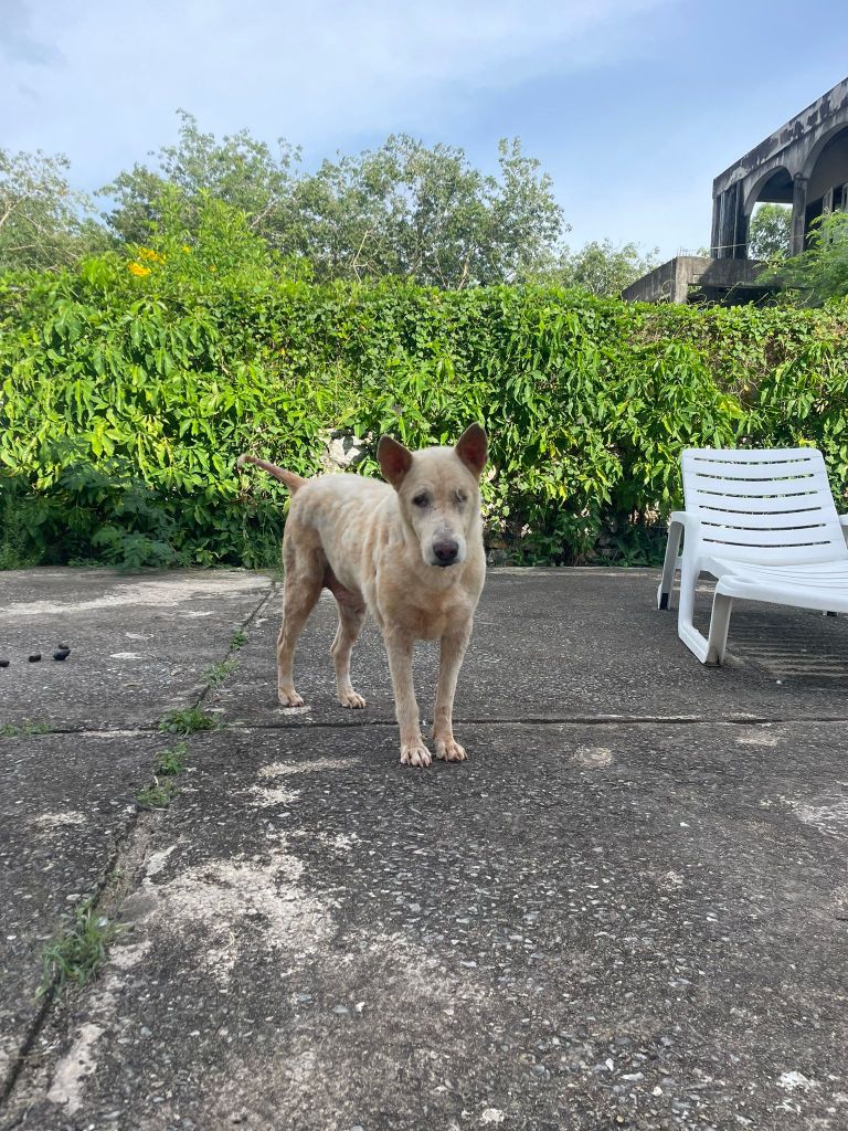Tonka - A large, old white dog