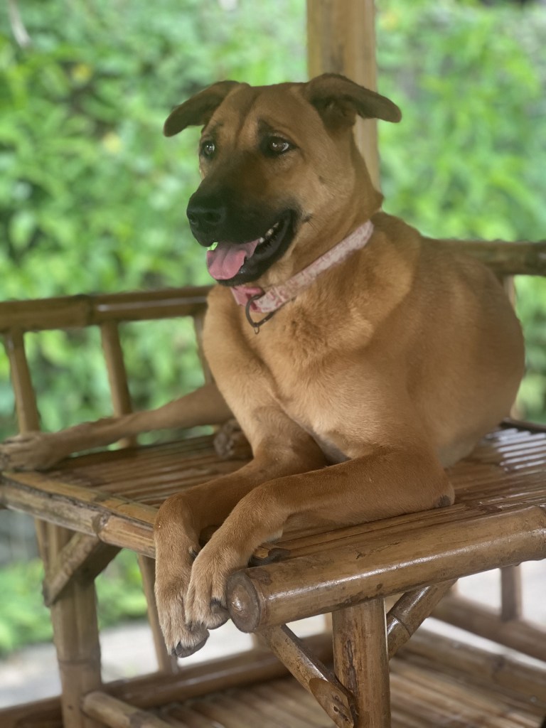 Pepper - a large, smiley, tan dog