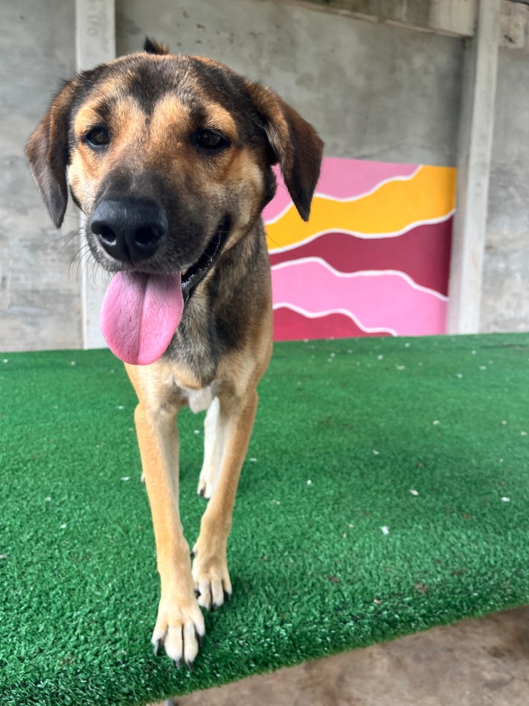Cody - large brown and black dog with short hair