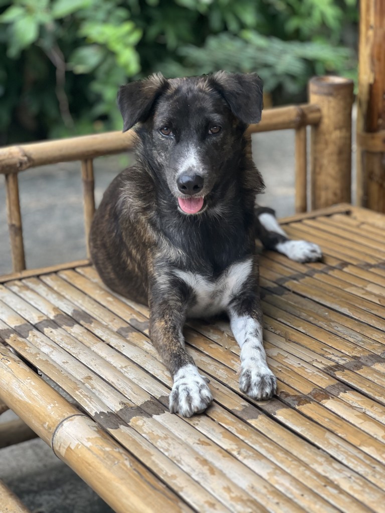 Sua - A black and white collie cross