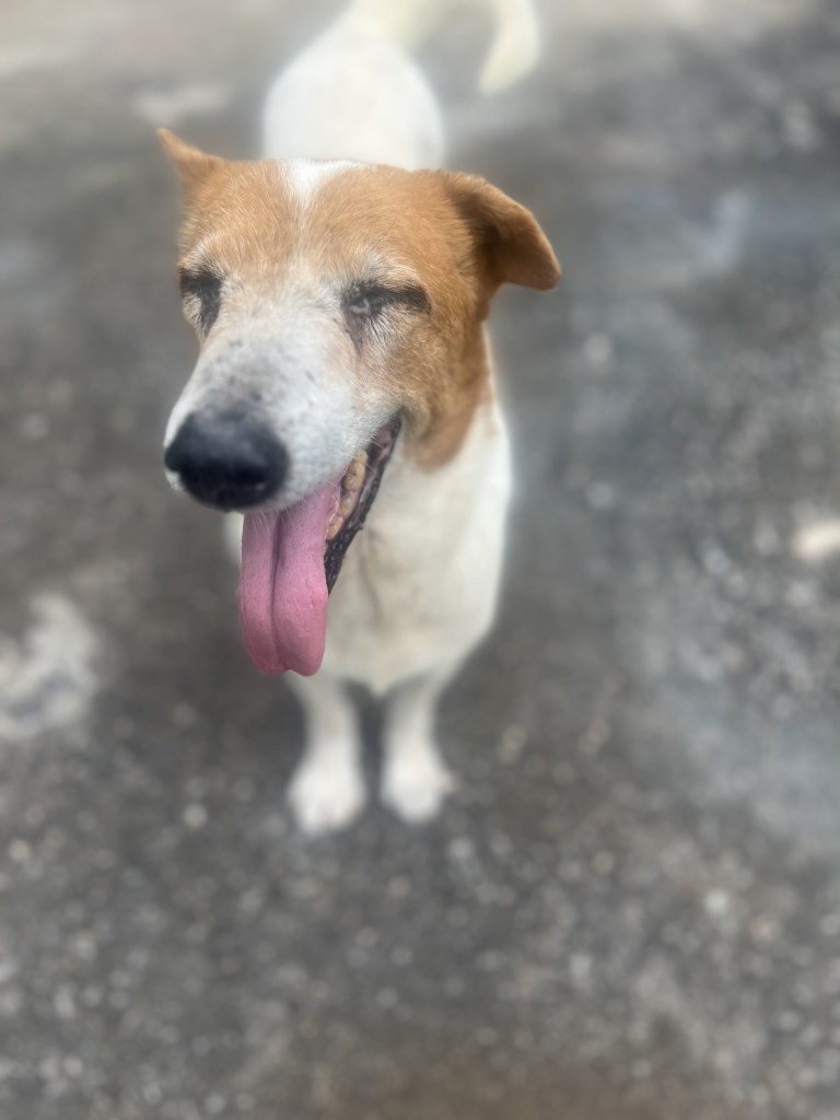 Willow - A medium sized dog with white fur and orange around her eyes