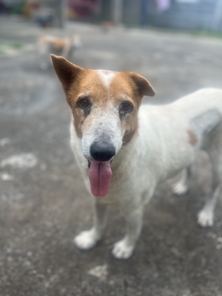 Willow - A medium sized dog with white fur and orange around her eyes