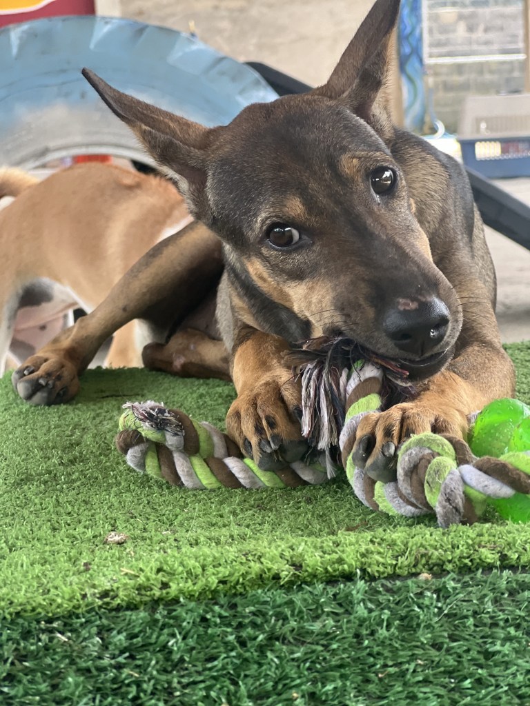 Hildi - Medium sized, thai dog with black and tan fur