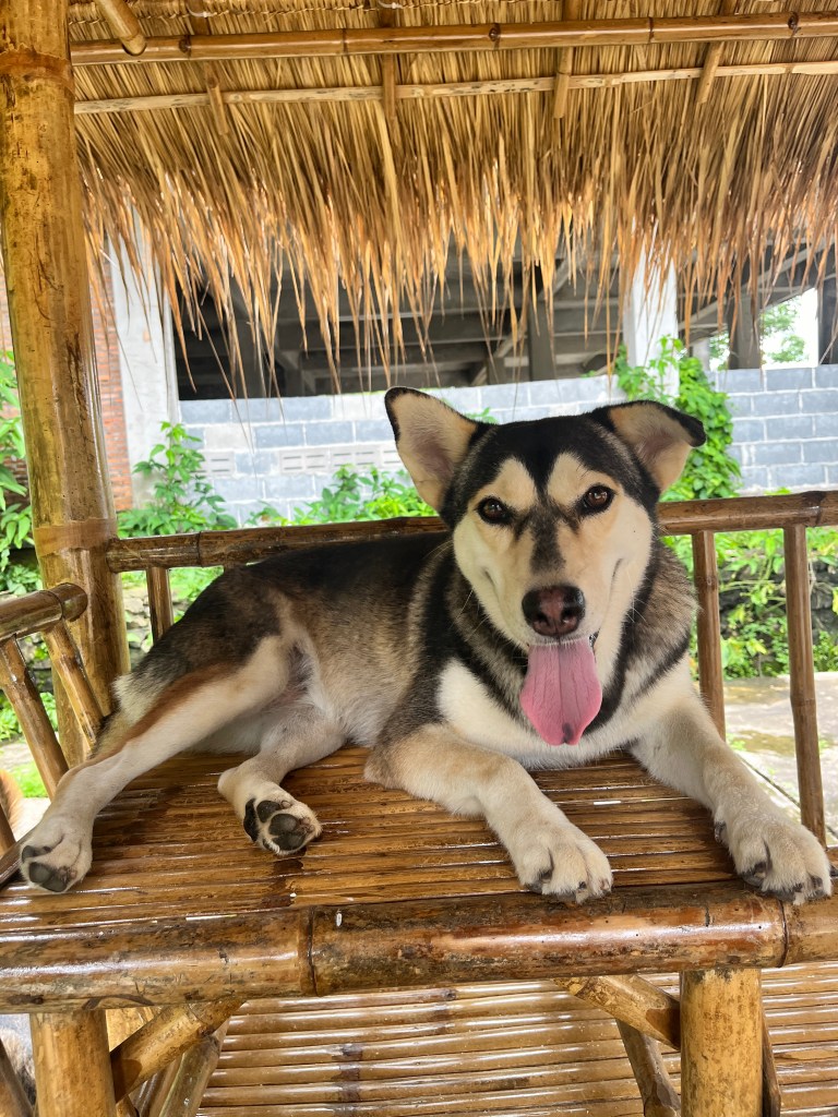 Stormy - a black and white Siberian husky