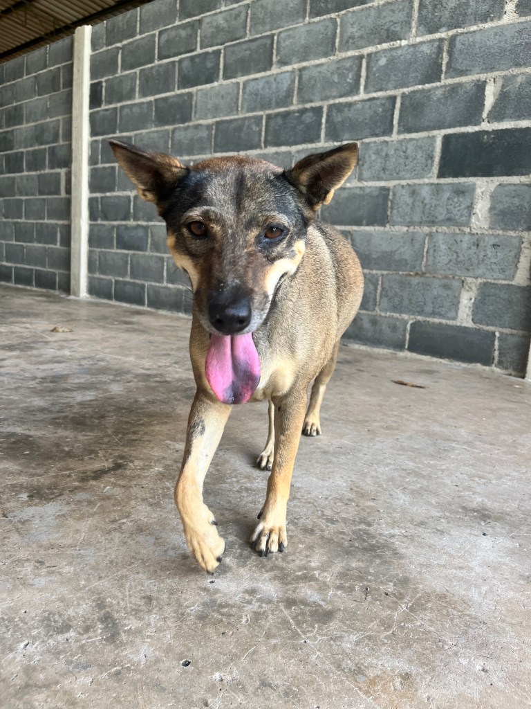 Sweet - A medium size dog with black and tan fur