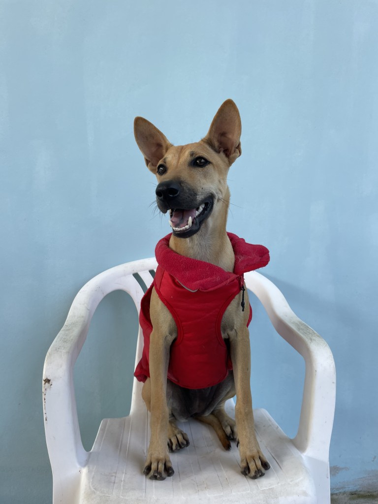Alisha - a medium sized yellow thai dog wearing a red coat
