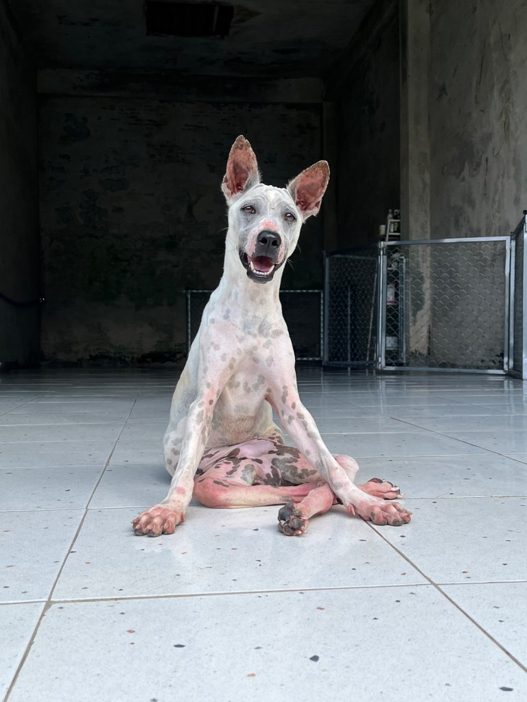 Belle - a white, short haired dog with grey spots sat