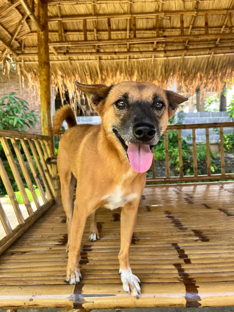 Ziggy - A small dog with orange fur
