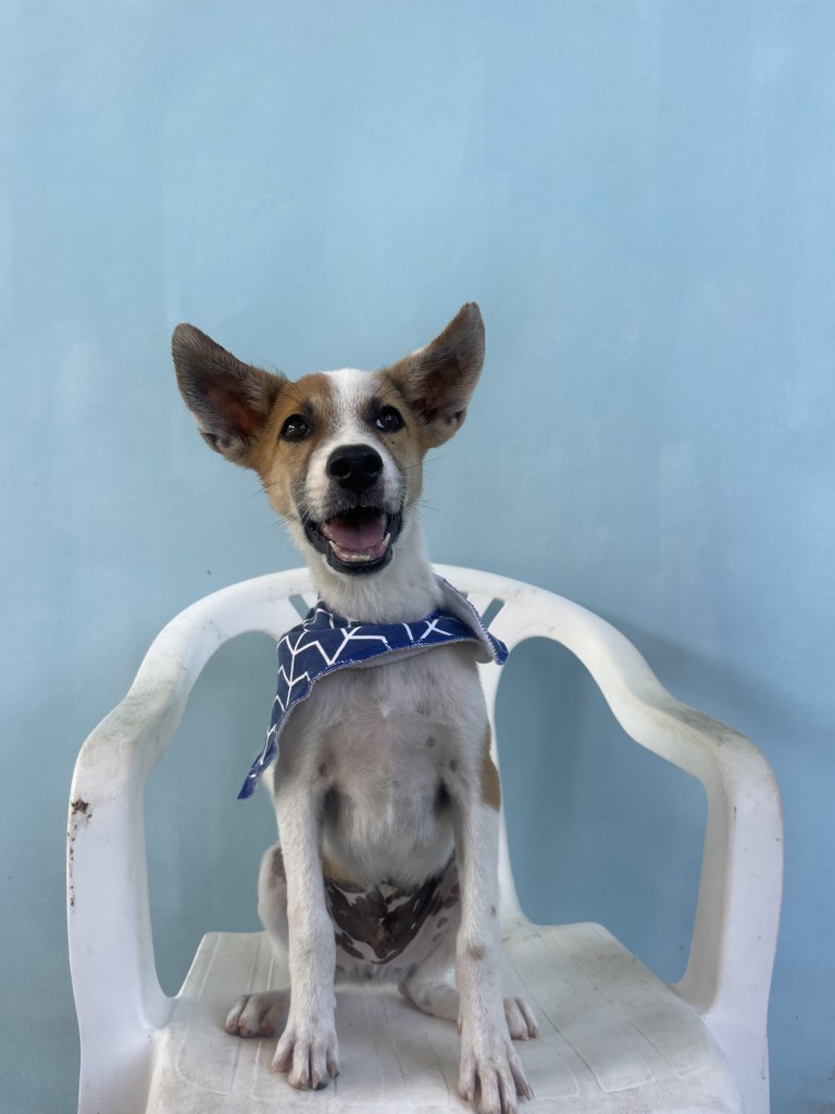 Pirate - A white puppy with tan ears and eye area, wearing a blue scarf 