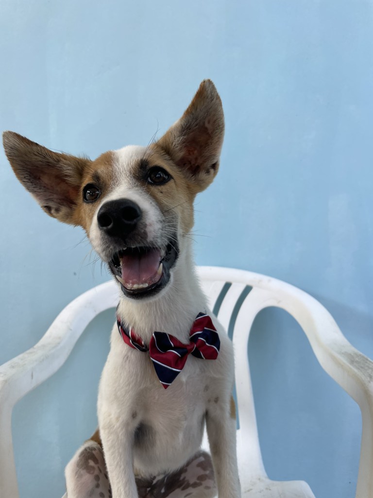 Pirate - A white puppy with tan ears and eye area, wearing a bowtie