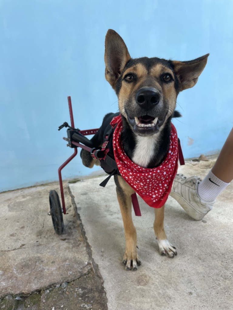 Nacho - A large puppy with black, tan and white fur in a red wheelchair with a red neckscarf
