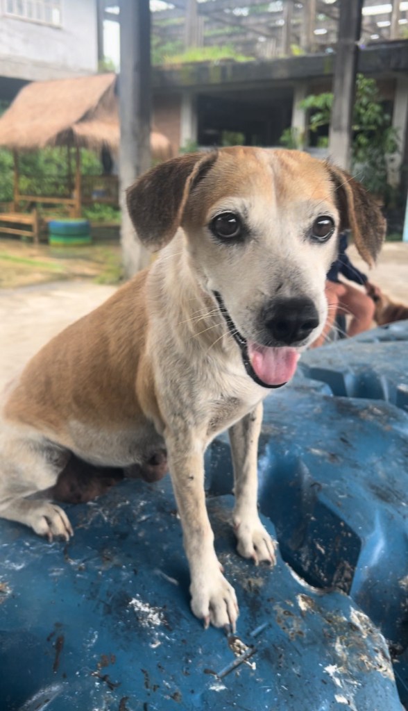 Daisy - a small dog with white and tan fur