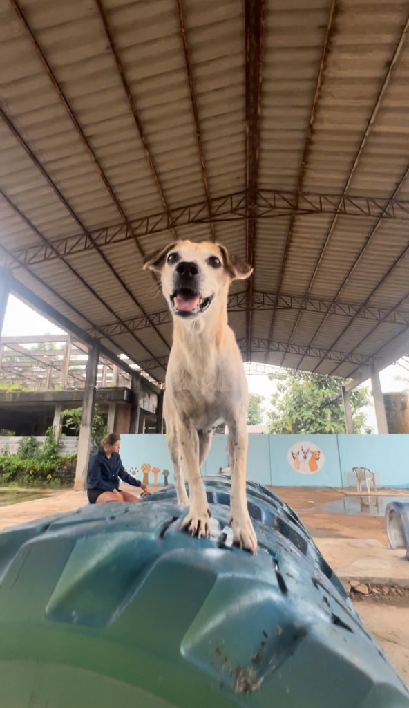 Daisy - a small dog with white and tan fur
