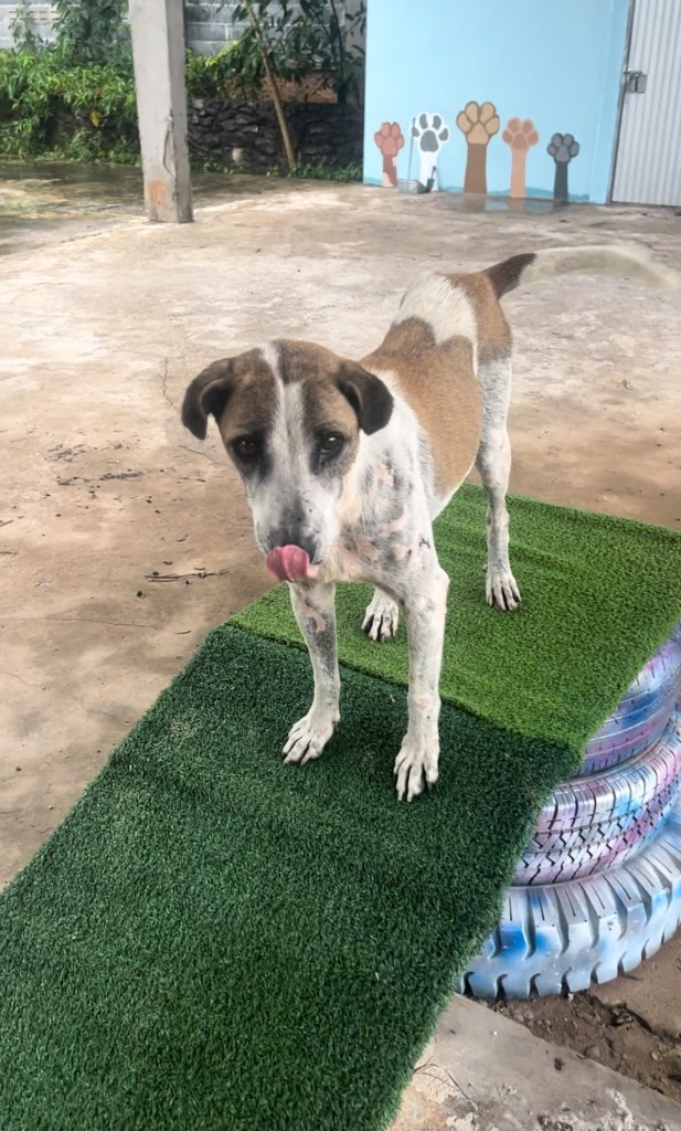Bubble - Medium sized dog with white and tan fur