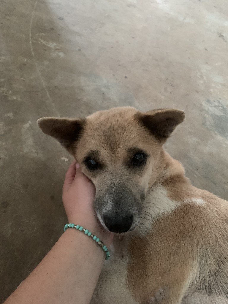 Trixie - Small tan and white dog