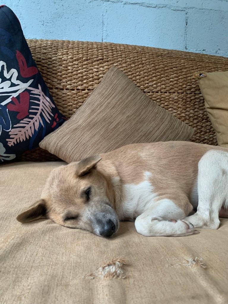 Trixie - Small tan and white dog