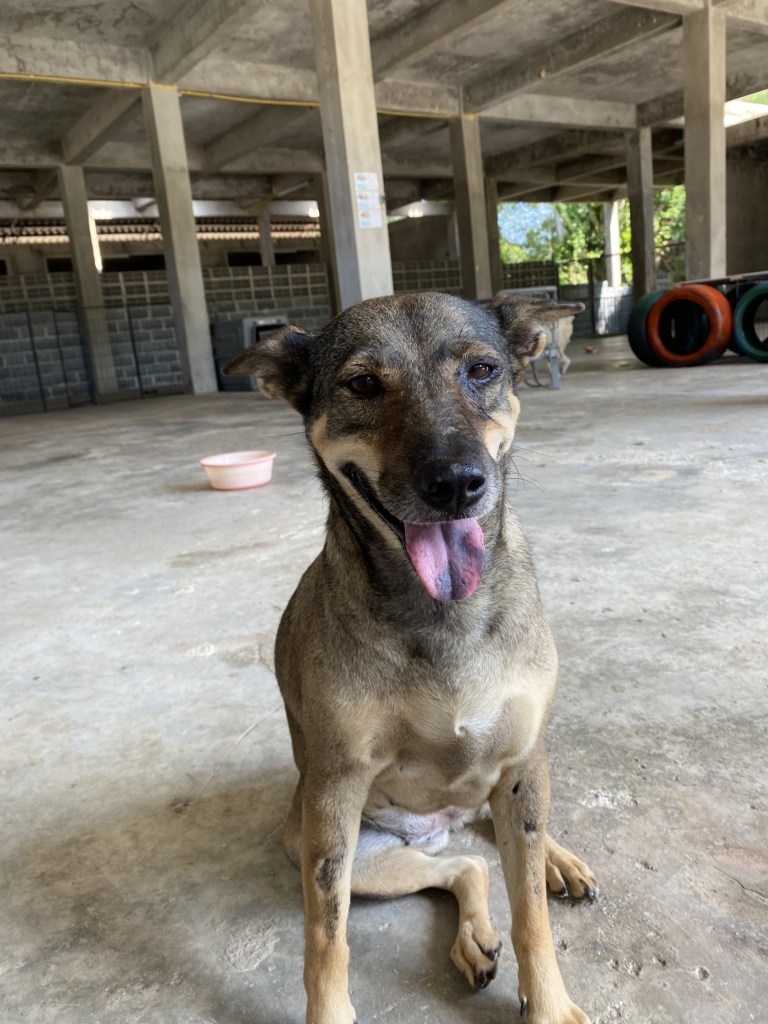 Sweet - A medium size dog with black and tan fur