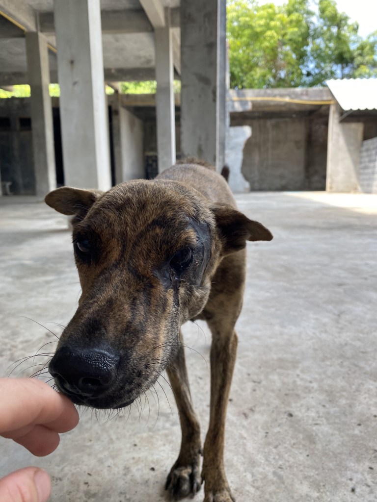Mask - a mottled brown and black dog, with his left eye missing and scaring around it