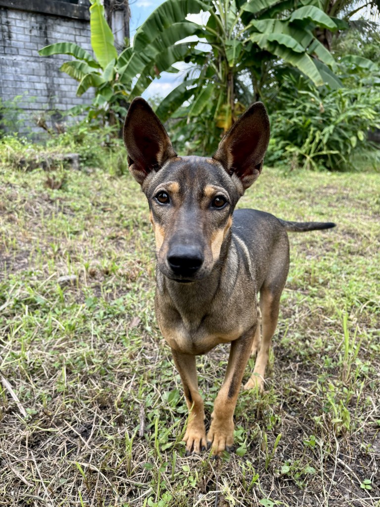 Hildi - Medium sized, thai dog with black and tan fur