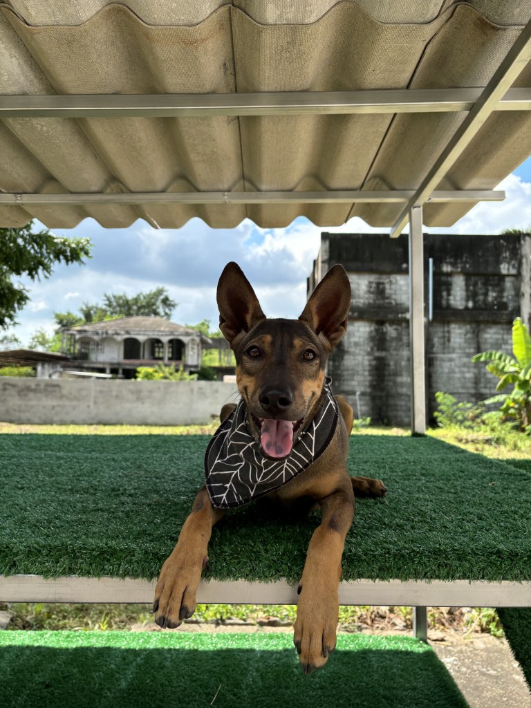 Hildi - Medium sized, thai dog with black and tan fur