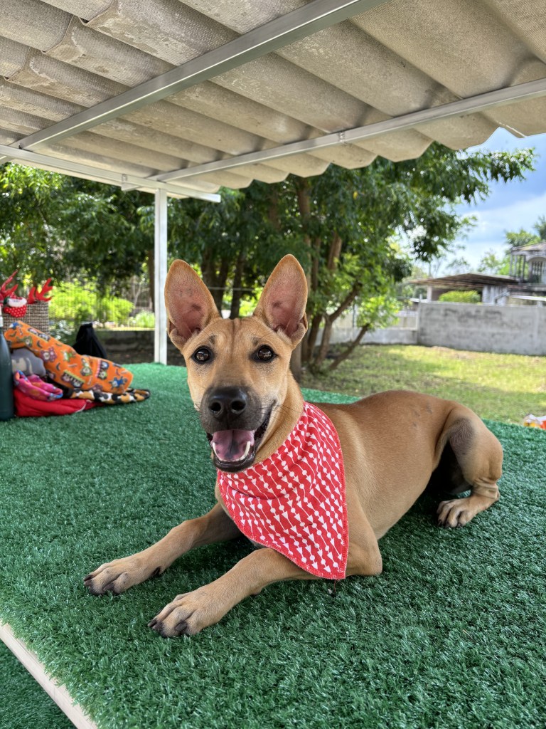 Alisha - a medium sized yellow thai dog, wearing a red neck bandana with white detail