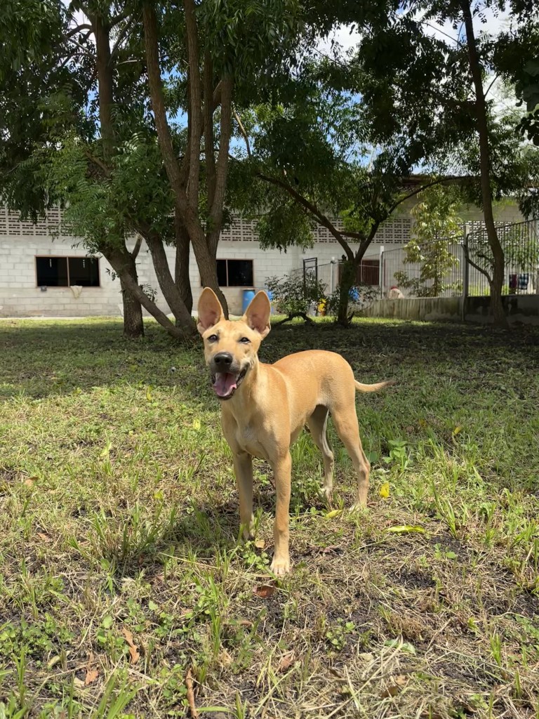Alisha - a medium sized yellow thai dog