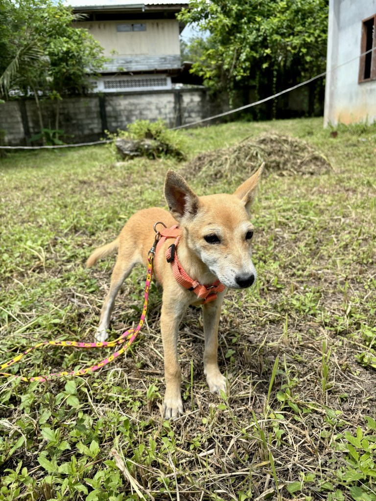 Cici - small puppy with tan fur