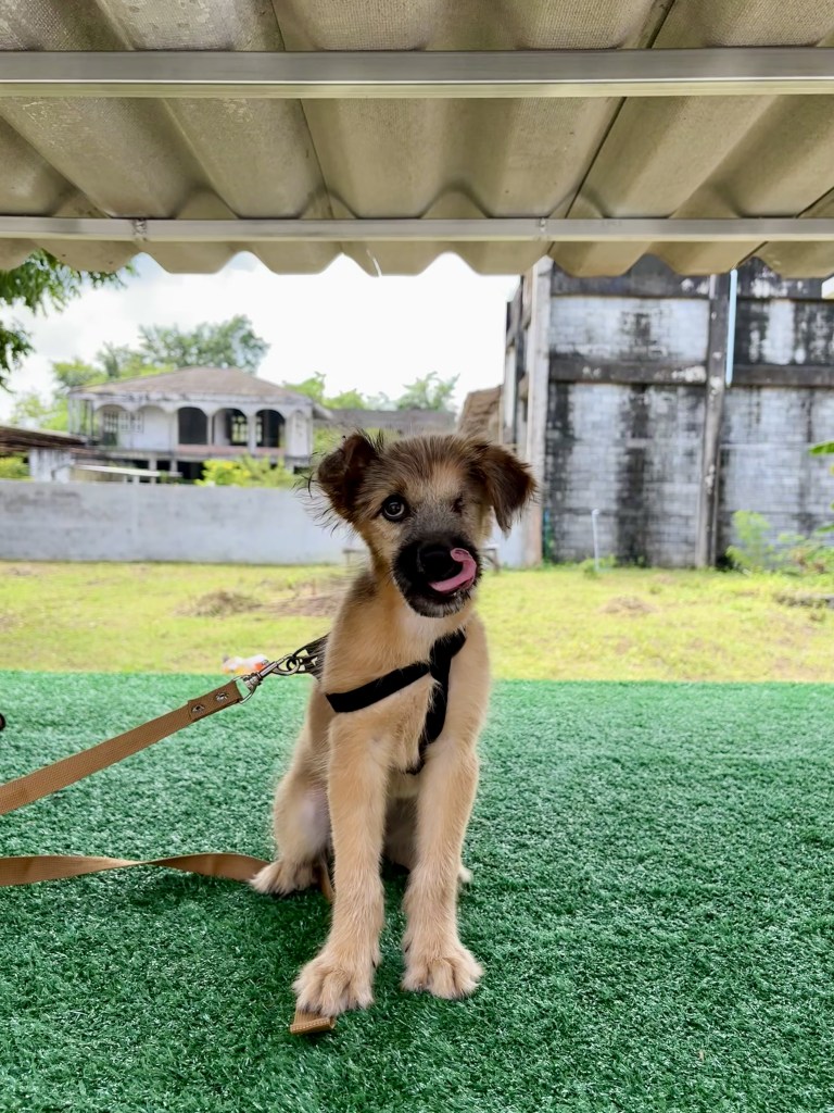 Nieve - puppy with fuzzy tan fur and black mouth. Her left eye is missing