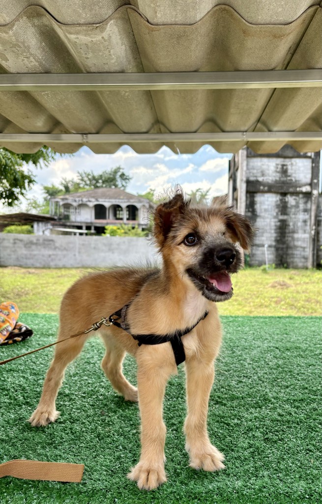 Nieve - puppy with fuzzy tan fur and black mouth. Her left eye is missing