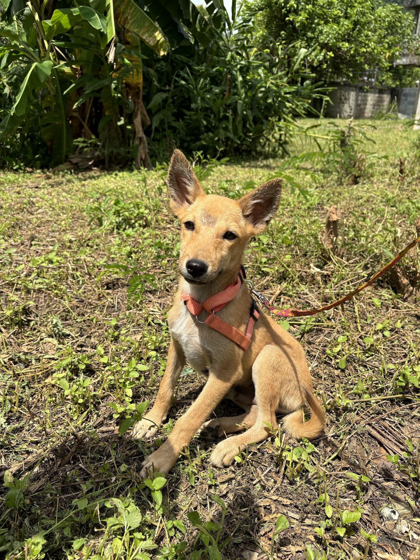 Oskar - tan puppy with white chest