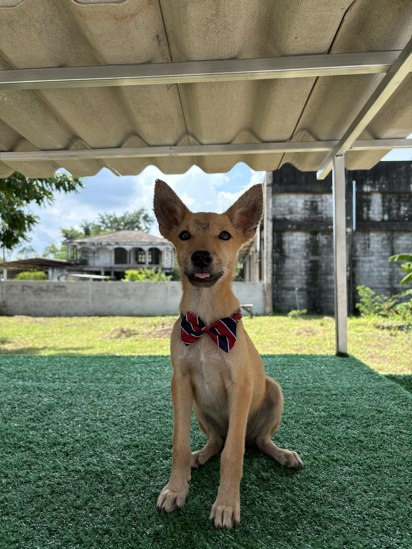 Oskar - tan puppy with white chest, wearing a bow tie