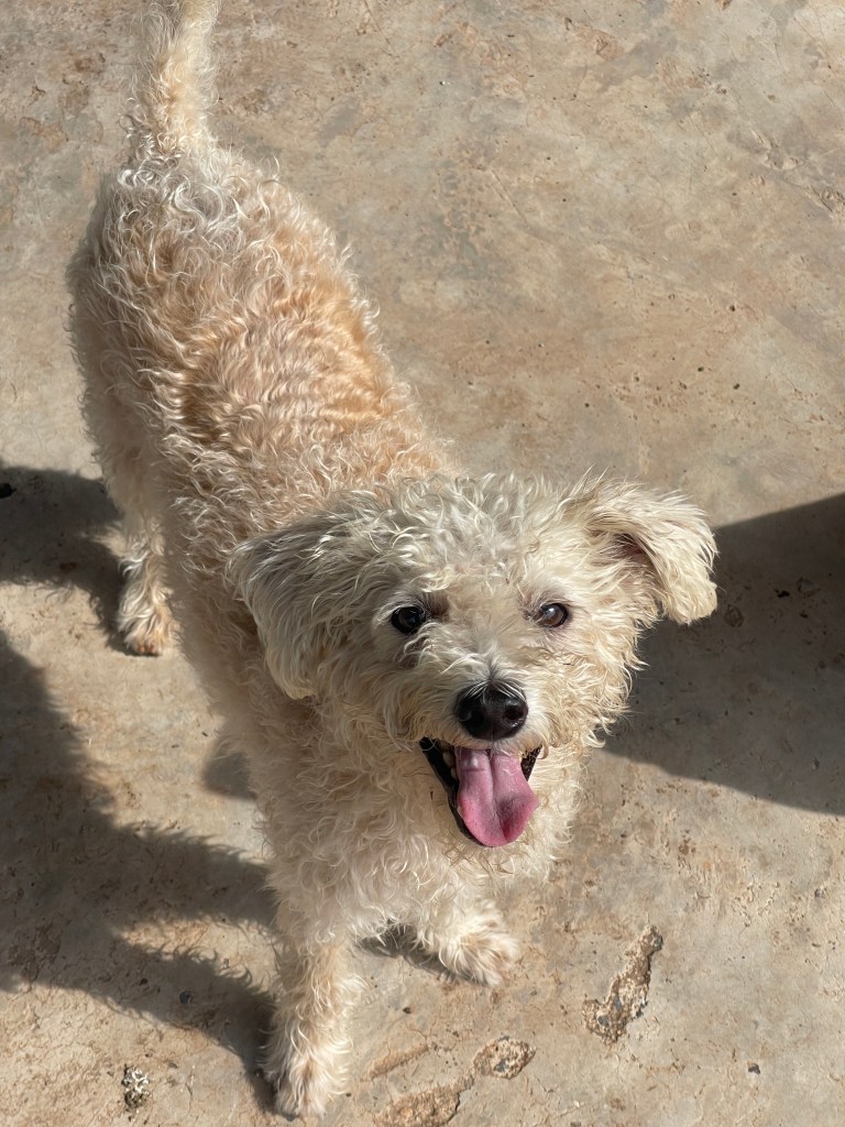 Paddy - a medium sized white dog with short curly fur