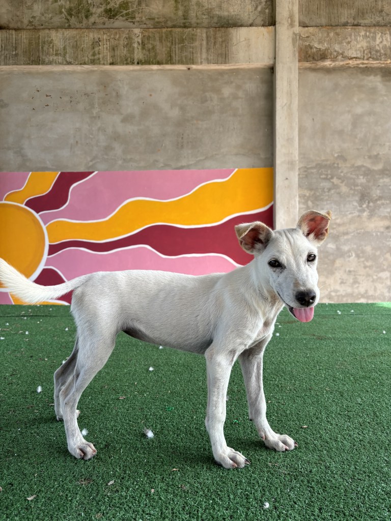 Queenie - An all white puppy