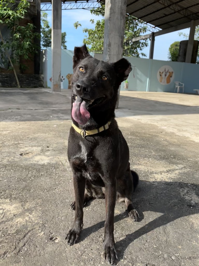 Riley - A medium sized black dog with a white strip on her chest